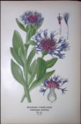 Mountain Cornflower Edward Step Rare Antique Botanical Book Plate-157