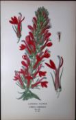 Cardinal Flower Edward Step Rare Antique Botanical Book Plate-163