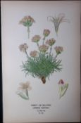 Thrift or Sea-Pink Edward Step Rare Antique Botanical Book Plate-169