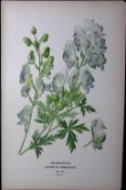 Monkshood Edward Step Rare Antique Botanical Book Plate-12