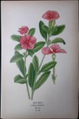 Madagascar Periwinkle Flower Edward Step Rare Antique Botanical Book Plate-180