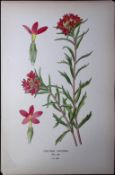 Scarlet Trumpet Edward Step Rare Antique Botanical Book Plate-188