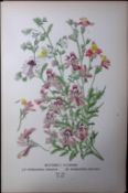 Butterfly Flowers Edward Step Rare Antique Botanical Book Plate-203