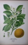 Sweet Orange Edward Step Rare Antique Botanical Book Plate-62