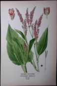 Eastern Knotweed Edward Step Rare Antique Botanical Book Plate-226