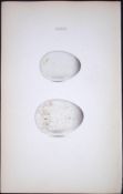 The Little Auk Hewitson Antique Nests & Eggs of British Birds Print-113