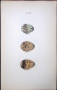 Black Tern Hewitson Antique Nests & Eggs of British Birds Print-105