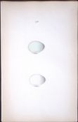 Starling William Hewitson Antique Nests & Eggs of British Birds Print-57