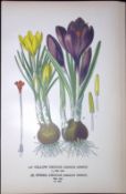 Yellow & Spring Crocus Edward Step Rare Antique Botanical Book Plate-256