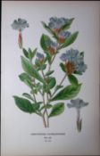 Blue-Flowered Leadwort Edward Step Rare Antique Botanical Book Plate-170