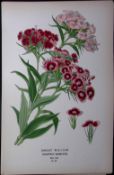 Sweet William Edward Step Rare Antique Botanical Book Plate-35
