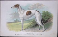 The Greyhound British Dogs by Hugh Dalziel 1889 Antique Coloured Book Plate-1