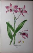 Noble Rock Orchid Edward Step Rare Antique Botanical Book Plate-237