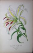Cold-Rayed Lily of Japan Edward Step Rare Antique Botanical Book Plate-279