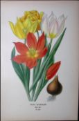 Sweet-Scented Tulip Edward Step Rare Antique Botanical Book Plate-286