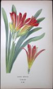 Fire Lily Edward Step Rare Antique Botanical Book Plate-263