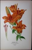 Saffron Lily Edward Step Rare Antique Botanical Book Plate-280