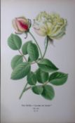Tea Rose Edward Step Rare Antique Botanical Book Plate-74