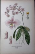 Schiller's Moth Orchid Edward Step Rare Antique Botanical Book Plate-243