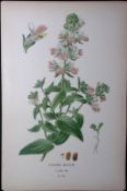 Chinese Houses Edward Step Rare Antique Botanical Book Plate-210