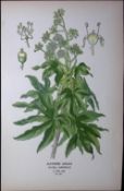 Japanese Spirea Flower Edward Step Rare Antique Botanical Book Plate-92
