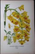 Farmer's Dendrobium Orchid Edward Step Rare Antique Botanical Book Plate-238
