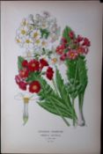 Japanese Primrose Edward Step Rare Antique Botanical Book Plate-174