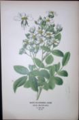 Many Flowered Rose Edward Step Rare Antique Botanical Book Plate-79