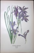 Lavender Mountain Lily Edward Step Rare Antique Botanical Book Plate-264