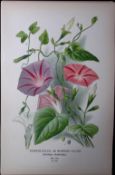 Morning Glory Flower Edward Step Rare Antique Botanical Book Plate-195