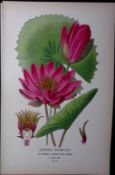 Egyptian Water-Lily Edward Step Rare Antique Botanical Book Plate-16