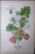 Chinese Primrose Edward Step Rare Antique Botanical Book Plate-175