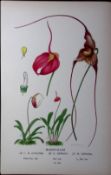 Kite Orchids Edward Step Rare Antique Botanical Book Plate-236