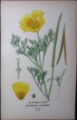 Californian Poppy Edward Step Rare Antique Botanical Book Plate-19