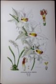 The Lace Orchid Edward Step Rare Antique Botanical Book Plate-241