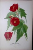 Chinese Lantern Edward Step Rare Antique Botanical Book Plate-50
