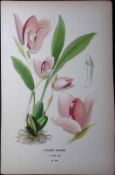 White Nun Orchid Edward Step Rare Antique Botanical Book Plate-240