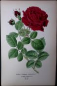 Jacqueminot Rose Edward Step Rare Antique Botanical Book Plate-84