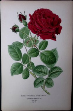 Jacqueminot Rose Edward Step Rare Antique Botanical Book Plate-84