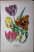 Garden Tulip Edward Step Rare Antique Botanical Book Plate-284