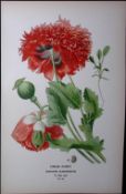 Opium Poppy Edward Step Rare Antique Botanical Book Plate-18