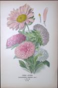 China Asters Edward Step Rare Antique Botanical Book Plate-132