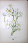 Chinese Sacred Lily Edward Step Rare Antique Botanical Book Plate-260
