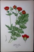 Scarlet Avens Rose Edward Step Rare Antique Botanical Book Plate-86
