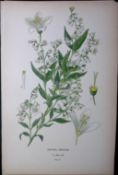 Japanese Snow Flower Edward Step Rare Antique Botanical Book Plate-91