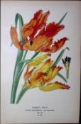 Parrot Tulip Edward Step Rare Antique Botanical Book Plate-285