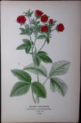 Silvery Cinquefoil Rose Edward Step Rare Antique Botanical Book Plate-85