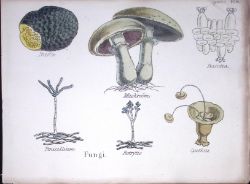 Fungi Truffle, Mushroom, Botanical Flower Diagram Rare Antique First Edition Illustration-108
