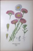Pink Paper Daisy Edward Step Rare Antique Botanical Book Plate-136