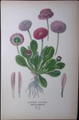 Double Daisies Edward Step Rare Antique Botanical Book Plate-129